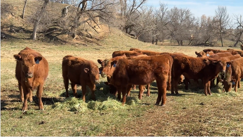 150 heifers, buy for breeding or buy as bred heifers BS429B5